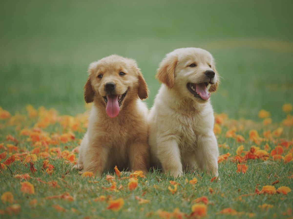 Pet grooming essentials